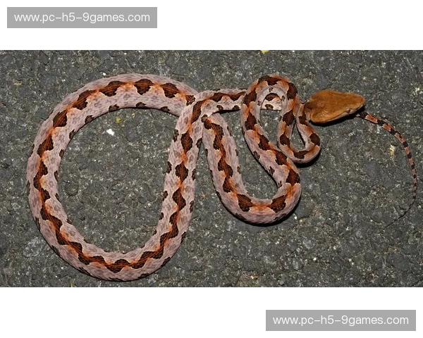 巅峰对决：当“毒蛇”遇见“毒蛇”，谁才是制霸旷野的终极猎手？